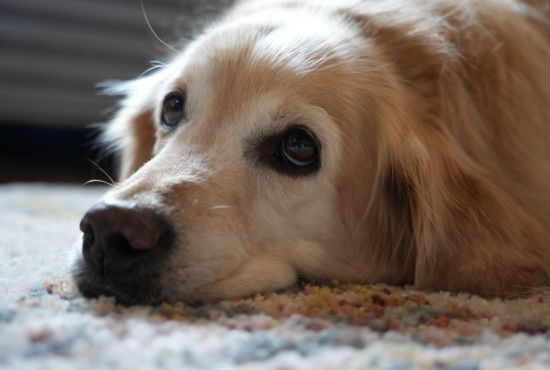 Parásitos invisibles: la amenaza silenciosa que pone en riesgo a millones de mascotas y familias